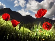 Poppy field 300x225